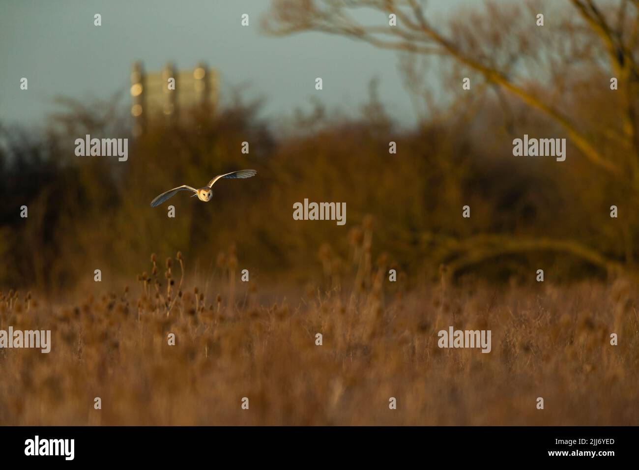 Scheuneneule Tyto alba, Erwachsene jagen über rauem Grasland, Weston-Super-Mare, Somerset, Großbritannien, März Stockfoto