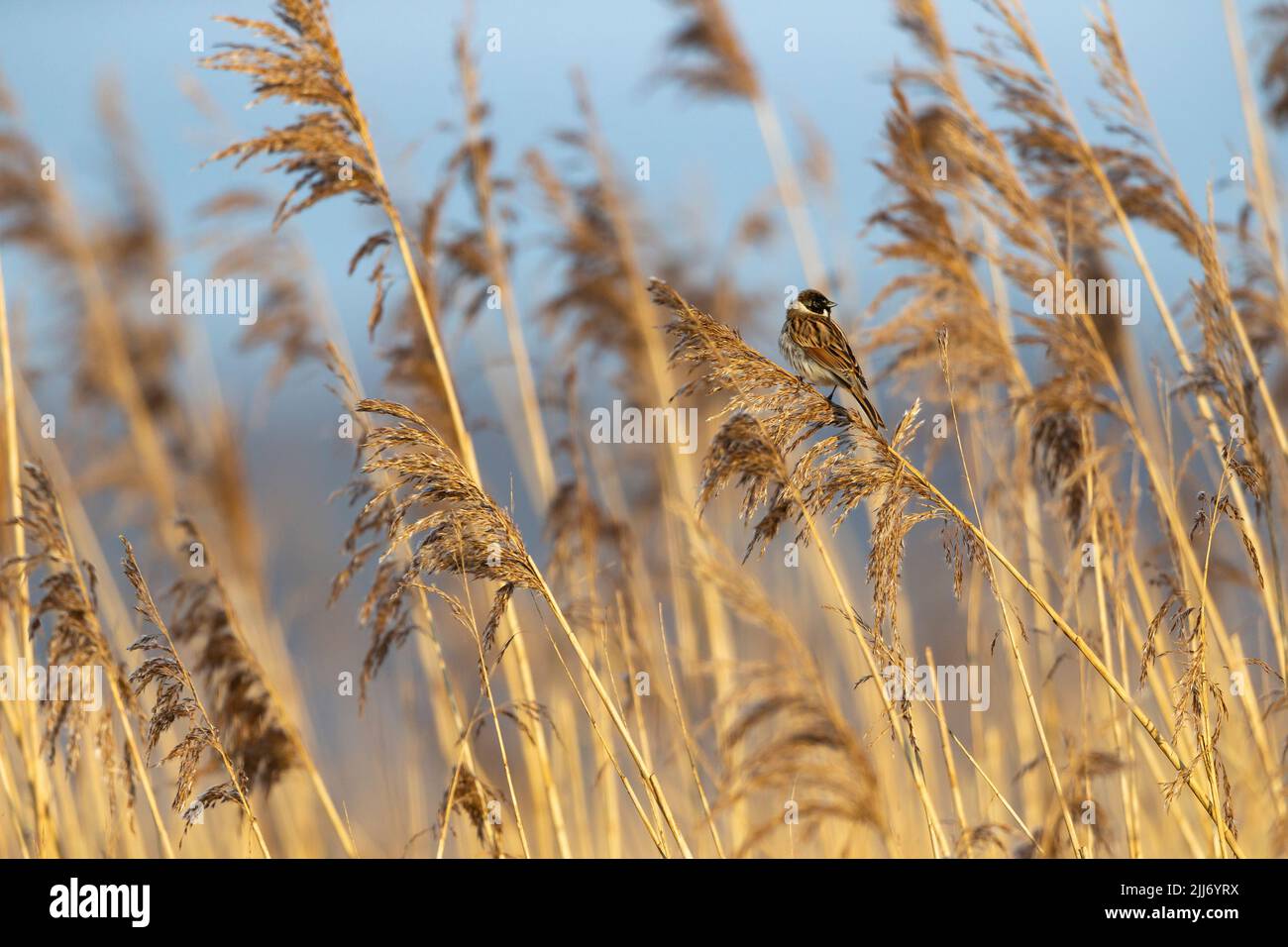 Gemeiner Schilfbunker Emberiza schoeniclus, erwachsener Rüde, der in gemeinem Schilfbunker Phragmites australis, Weston-Super-Mare, Somerset, UK, März, thront Stockfoto