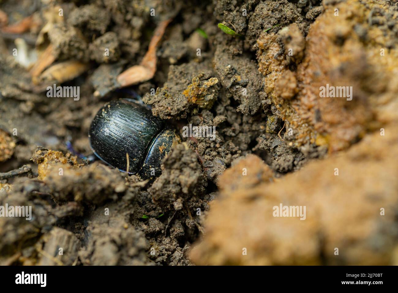 Dor Beetle Geotrupes stercorarius, Vergraben in Kot, Cinderford Linear Park, Gloucestershire, Großbritannien, Mai Stockfoto