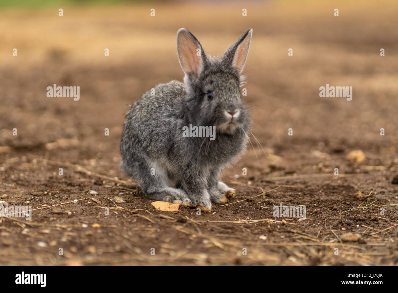 Kaninchen flauschig Licht niedlichen Hintergrund kleines Haustier Natur graues Fell, für Bauernhof schön in grau aus dem Sommer Frühling, Gras lustig. Zoo Sonnenstrahlen drei, Stockfoto