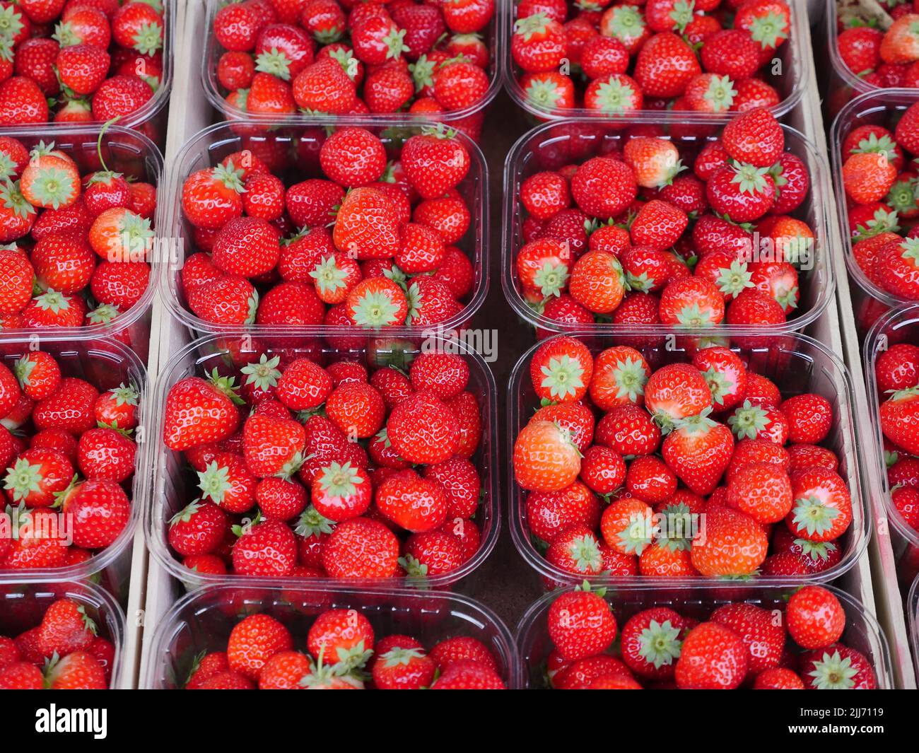 Erdbeeren in leuchtendem Rot, präsentiert in transparenten Verkaufsschalen. Die Schärfe des Bildes liegt in der Mitte Stockfoto