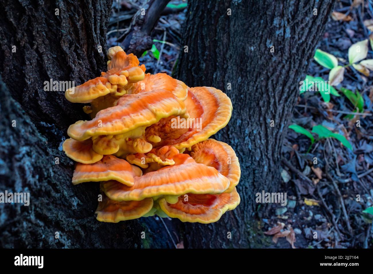 Laetiporus sulfureus, Schwefelpolypore, Pilz, der auf dem Baum wächst. Stockfoto