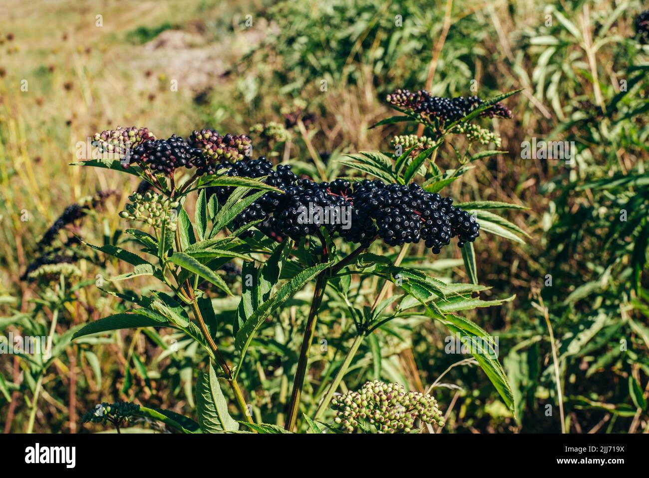 Trauben Früchte schwarze Holunder im Garten im Sonnenlicht Stockfoto