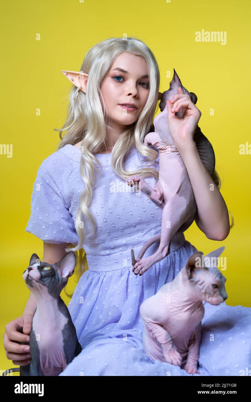 Junge Frau Cosplay Elf in blauem Kleid sitzt auf gelbem Hintergrund mit drei Sphinx Kätzchen, schaut auf die Kamera. Elfe in blauem Kleid, mit blondem lockiges Haar Stockfoto