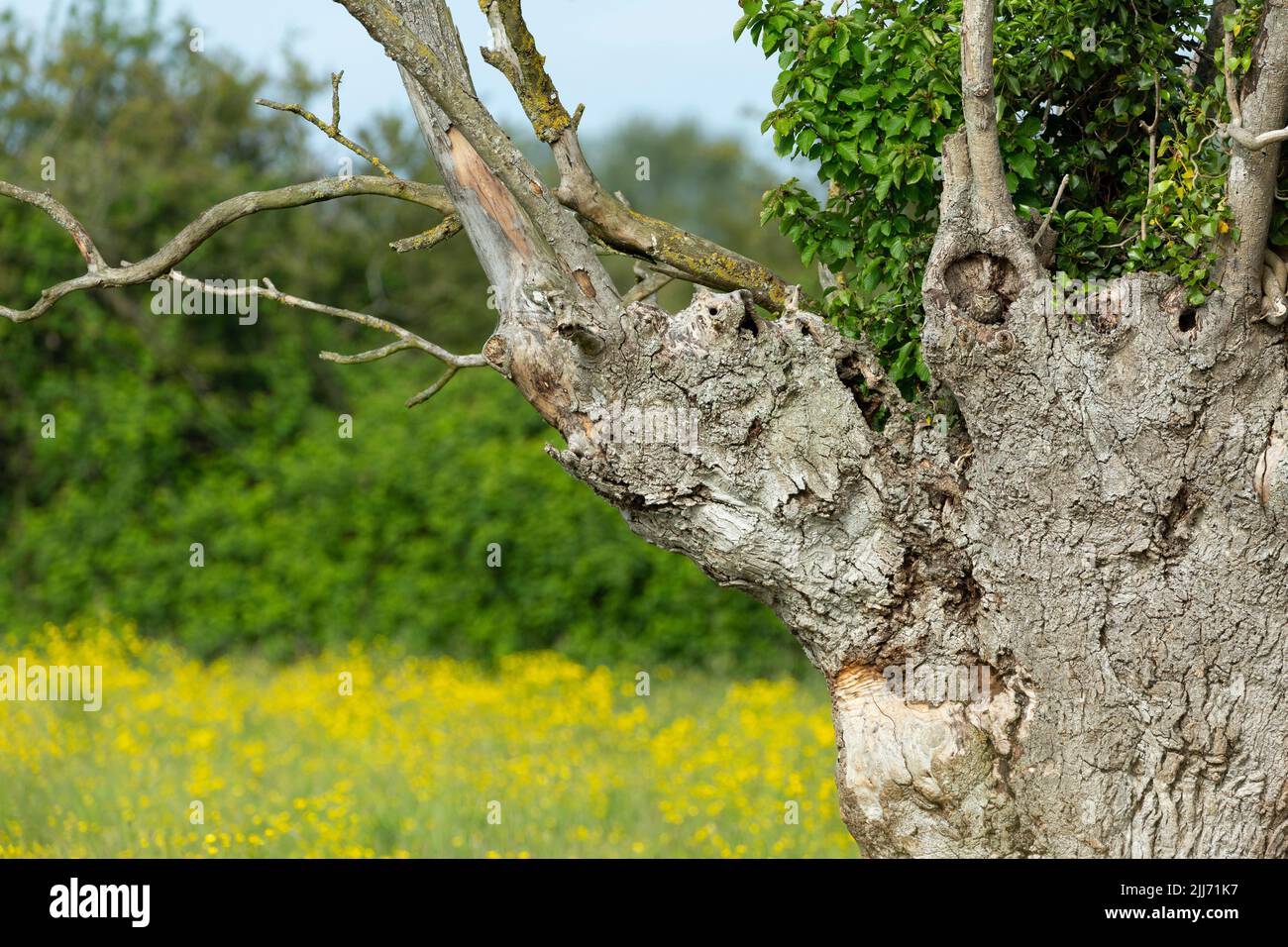 Kleine Eule Athene noctua, Erwachsene, die in einem Nistloch im Baum sitzt, Weston-Super-Mare, Somerset, Großbritannien, Juni Stockfoto
