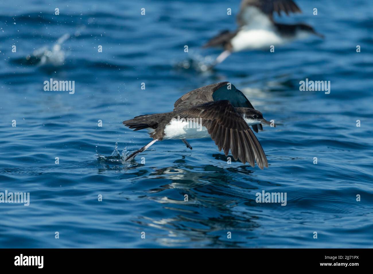 Manx Shearwater Puffinus puffinus, Erwachsener auf dem Wasser, Falmouth Bay, Cornwall, Großbritannien, Juli Stockfoto