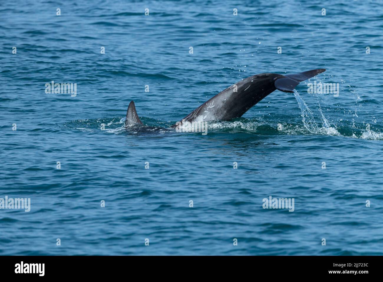 Risso-Delfin Grampus griseus, Schwimmen, Falmouth Bay, Cornwall, Großbritannien, Juli Stockfoto