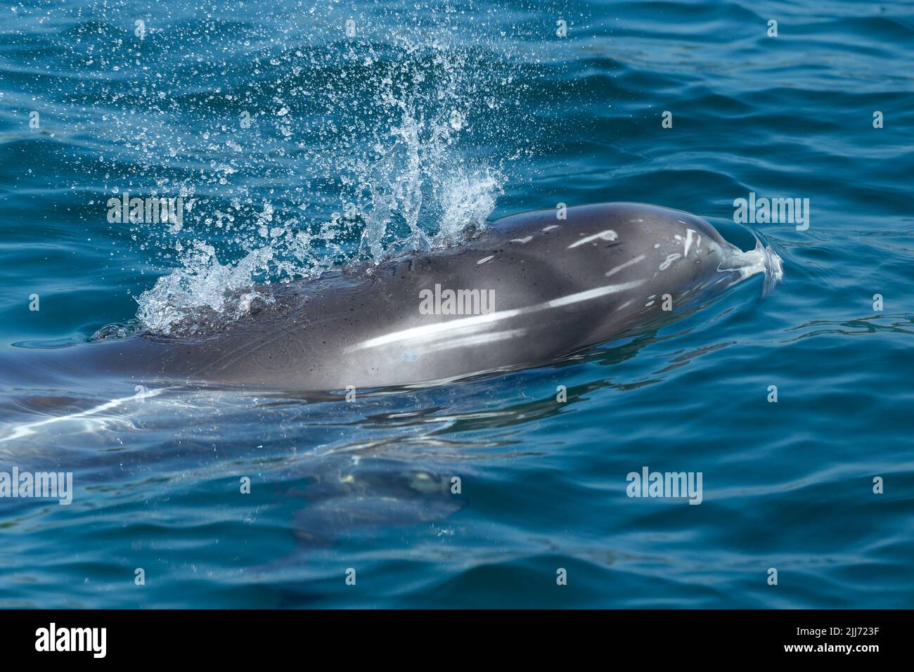 Risso-Delfin Grampus griseus, Schwimmen, Falmouth Bay, Cornwall, Großbritannien, Juli Stockfoto