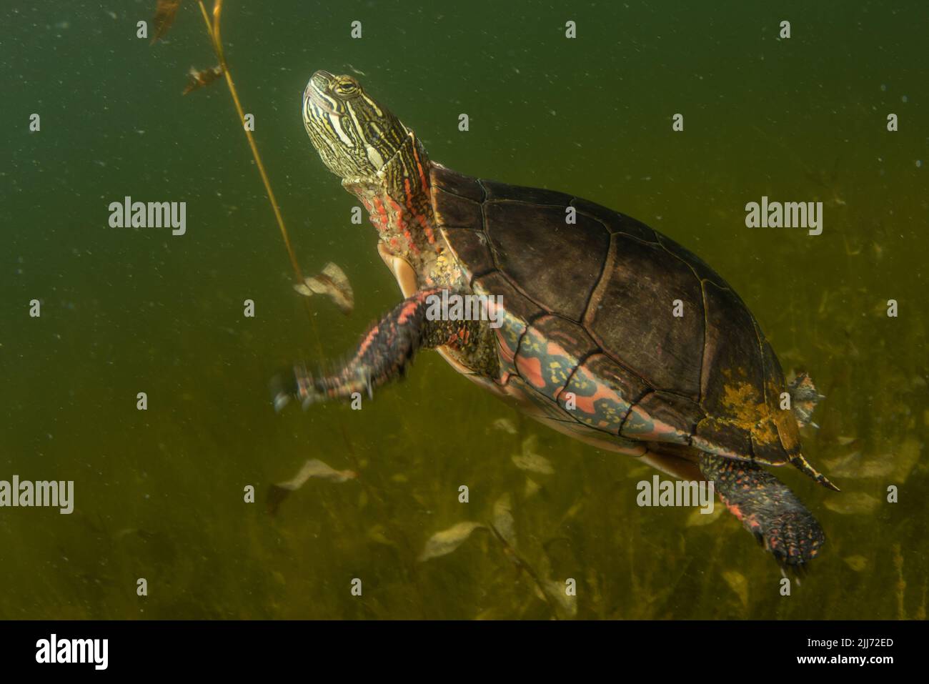 Eine gemalte Schildkröte (Chrysemys picta), die in einem Süßwassersee von Wisconsin unter Wasser schwimmt. Stockfoto