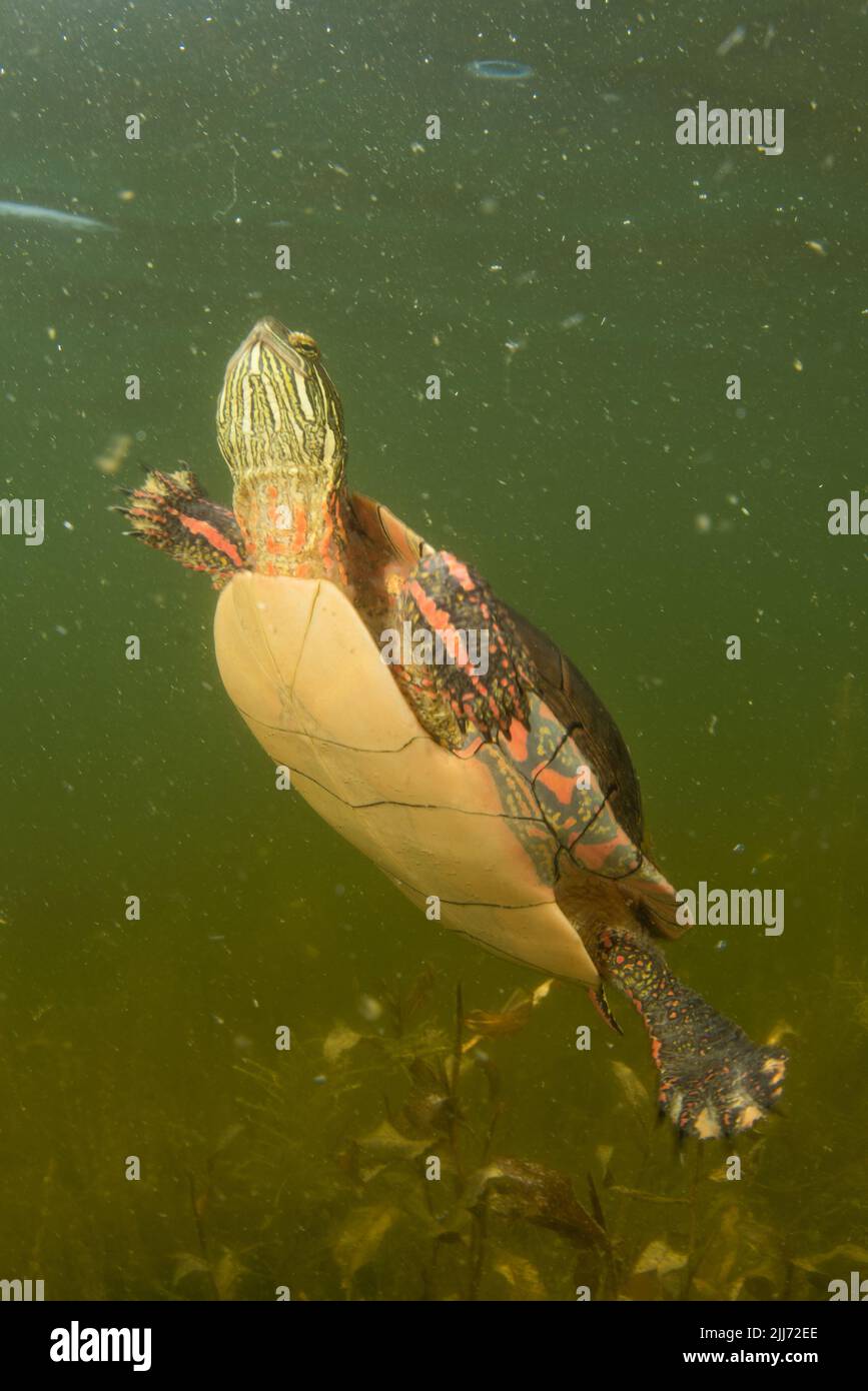 Eine gemalte Schildkröte (Chrysemys picta), die in einem Süßwassersee von Wisconsin unter Wasser schwimmt. Stockfoto