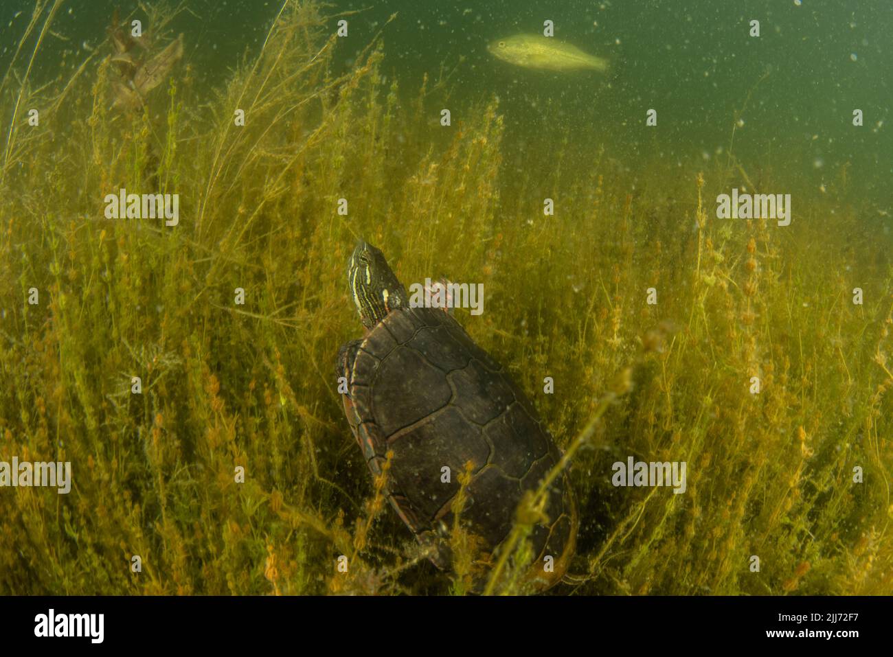 Eine gemalte Schildkröte (Chrysemys picta), die in einem Süßwassersee von Wisconsin unter Wasser schwimmt. Er verbringt seine Zeit in der Wasservegetation am Boden. Stockfoto