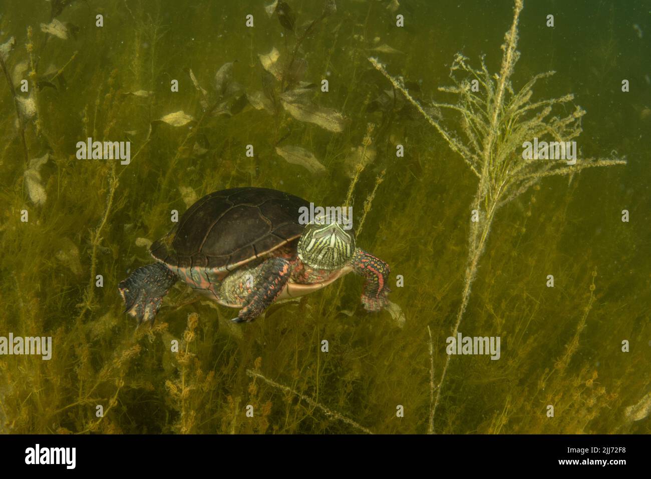 Eine gemalte Schildkröte (Chrysemys picta), die in einem Süßwassersee von Wisconsin unter Wasser schwimmt. Er verbringt seine Zeit in der Wasservegetation am Boden. Stockfoto