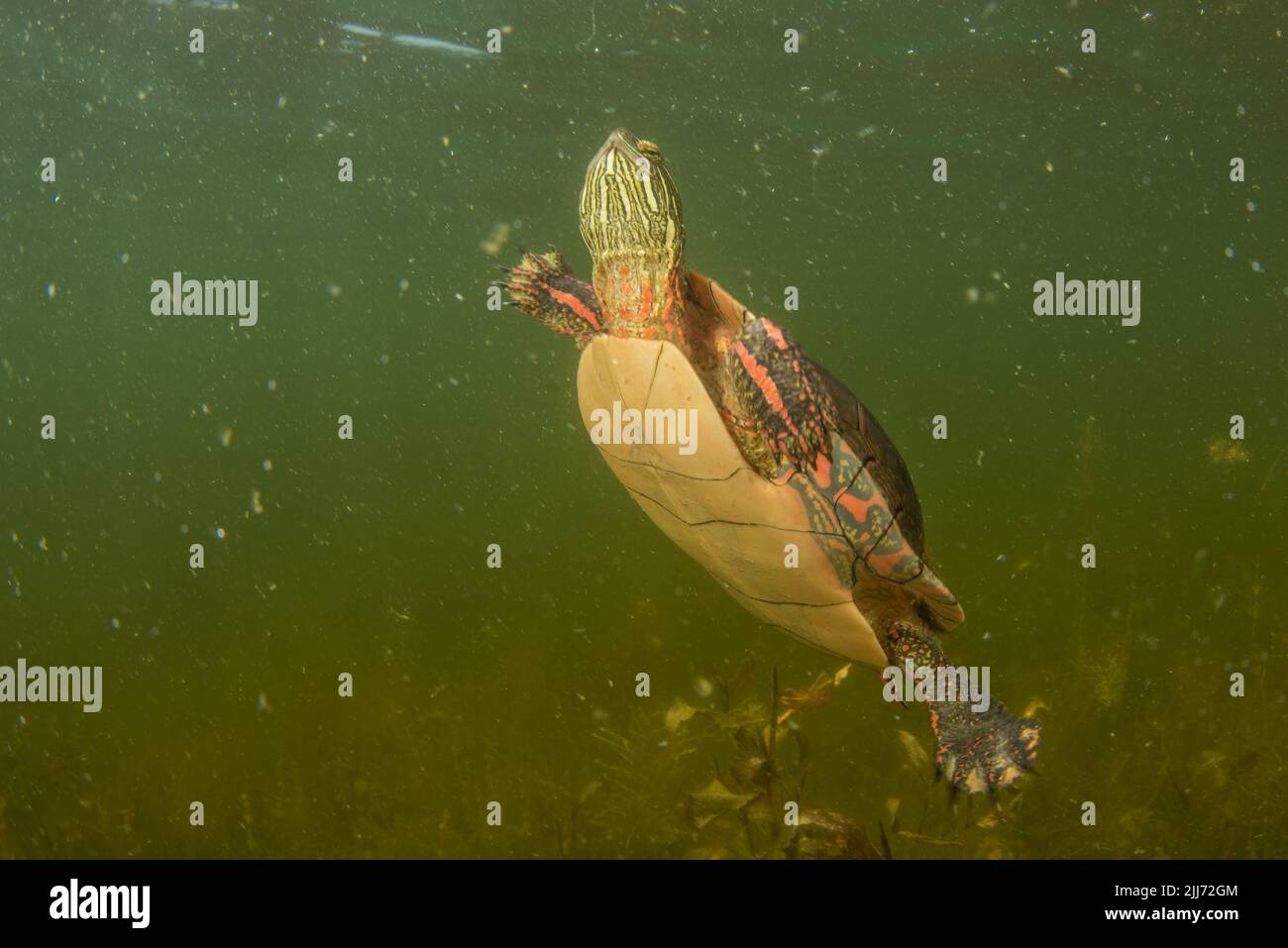 Eine gemalte Schildkröte (Chrysemys picta), die in einem Süßwassersee von Wisconsin unter Wasser schwimmt. Stockfoto