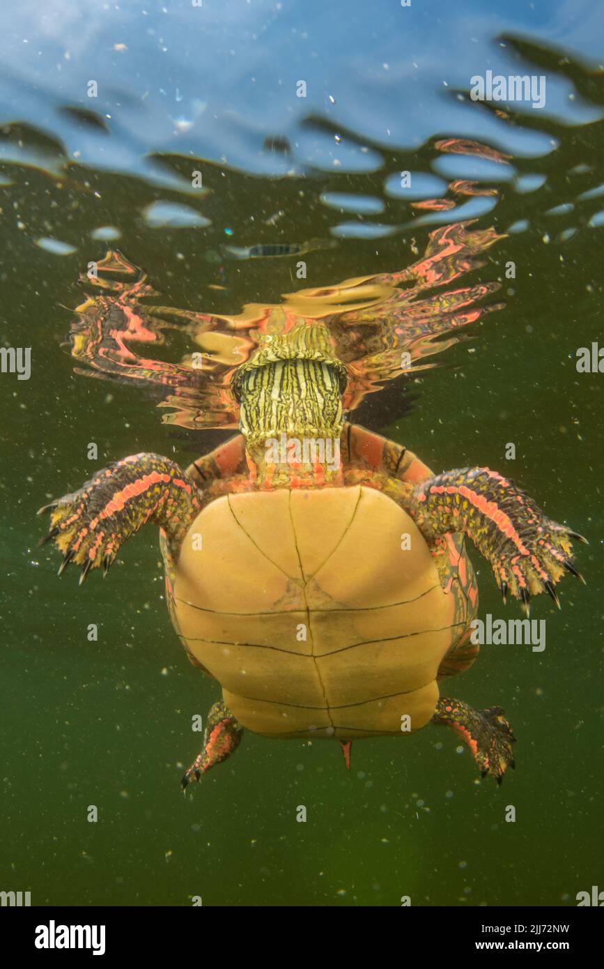 Eine gemalte Schildkröte (Chrysemys picta), die in einem Wisconsin-See unter Wasser schwimmt, dehnt ihren Kopf zur Wasseroberfläche aus, um einen Atemzug zu machen. Stockfoto