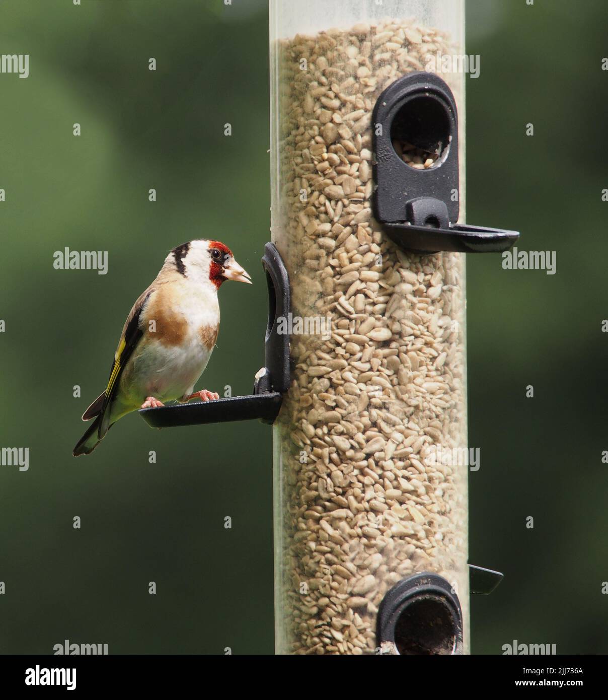Europäischer Goldfink (Carduelis carduelis), ein erwachsenes Männchen, sitzt auf einem Sonnenblumenkernfutter in einem Garten in Ceshire, Großbritannien. Stockfoto