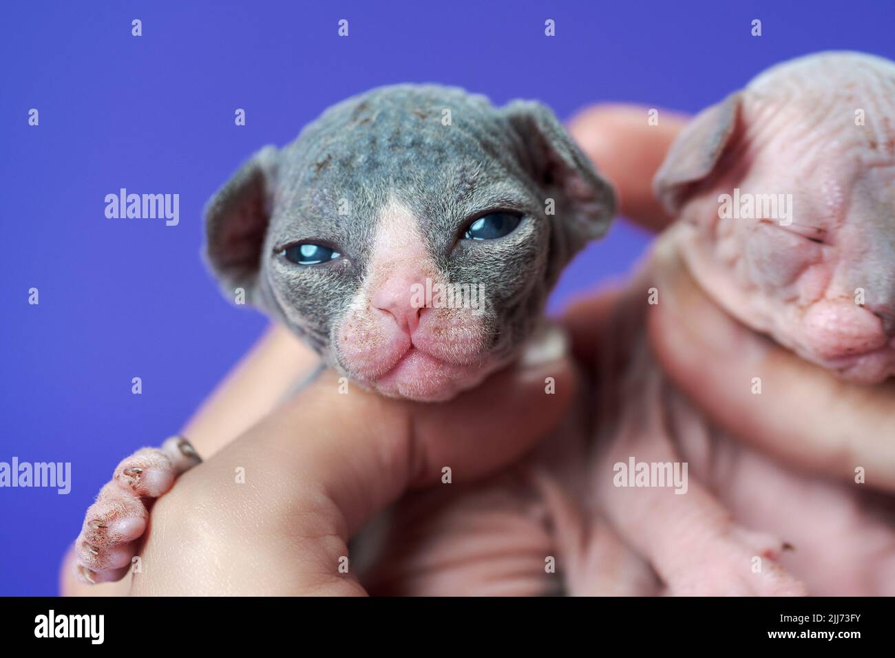 Reinrassige neugeborene Kätzchen in der Hand der Frau auf blauem Hintergrund. Schönes Kätzchen von Farbe schwarz und weiß Blick auf die Kamera Stockfoto
