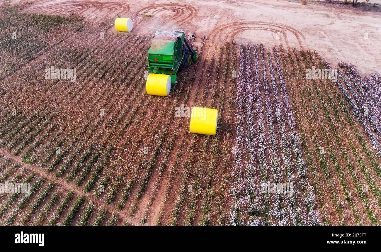 Gerollte, verpackte Fässer roher Baumwolle, die auf einem Agrarfeld in Australien geerntet werden - von oben aus der Luft. Stockfoto