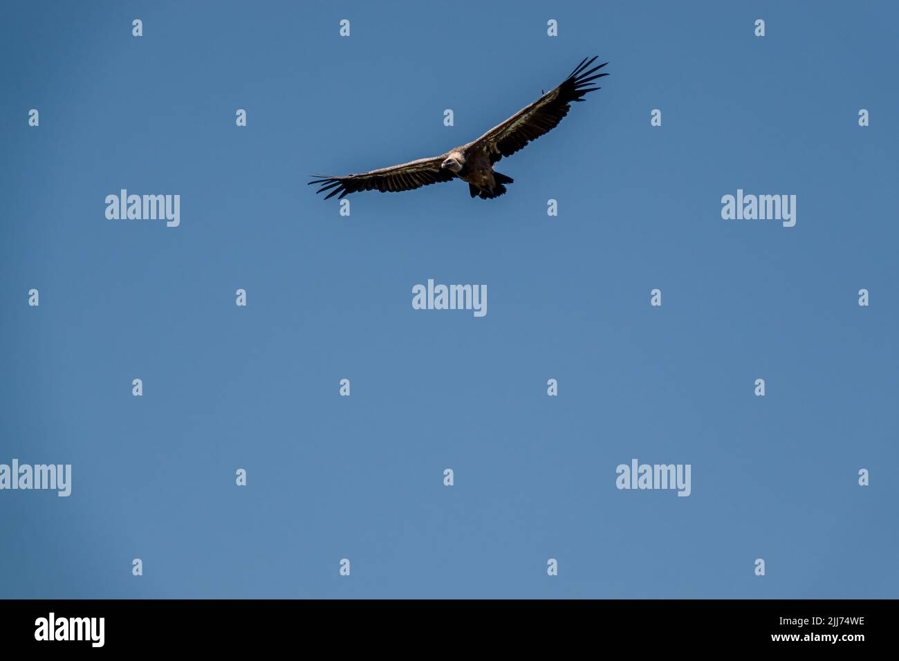 Griffon-Geier, Eurasion-Gänsegeier (Gyps fulvus) im Hochflug Stockfoto