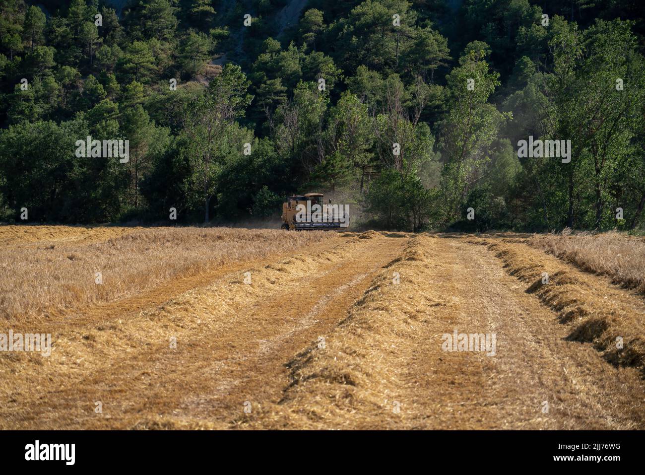 New Holland TC5060 Kombinieren Sie Harvester in Aktion, Sonnenschein und Staub Stockfoto