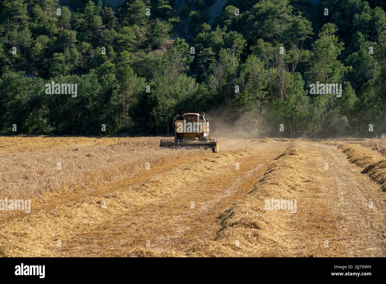 New Holland TC5060 Kombinieren Sie Harvester in Aktion, Sonnenschein und Staub Stockfoto