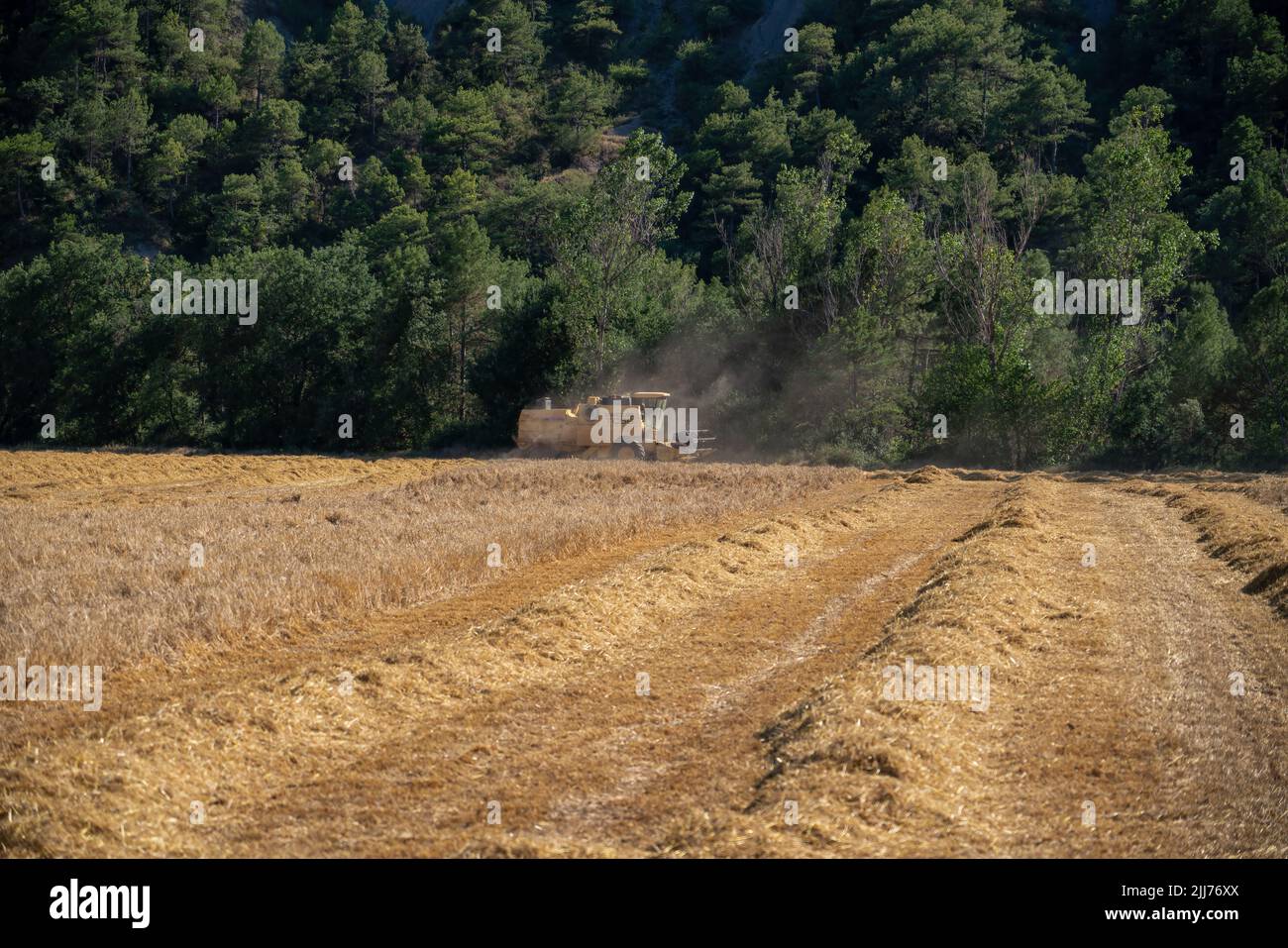 New Holland TC5060 Kombinieren Sie Harvester in Aktion, Sonnenschein und Staub Stockfoto