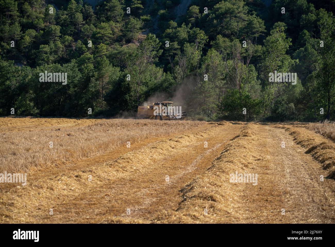 New Holland TC5060 Kombinieren Sie Harvester in Aktion, Sonnenschein und Staub Stockfoto