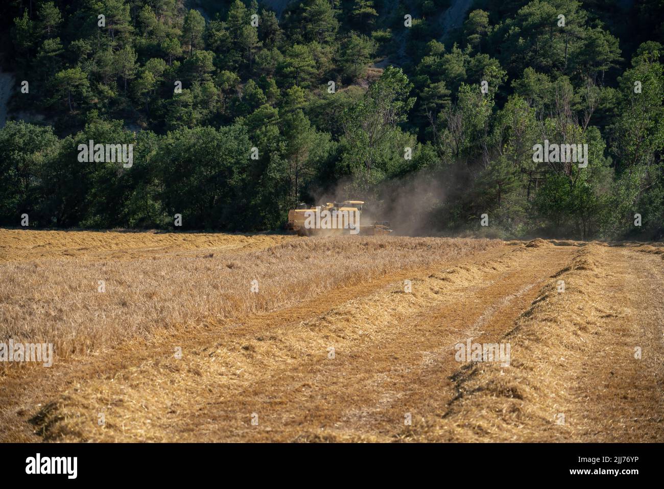 New Holland TC5060 Kombinieren Sie Harvester in Aktion, Sonnenschein und Staub Stockfoto