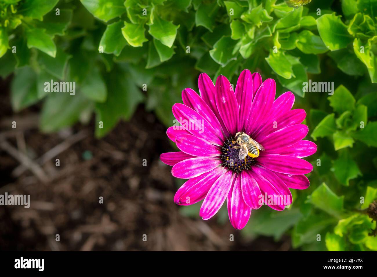 Pollen überzogene Biene (megachile) auf einer leuchtend violetten Gänseblümchen-Blume (osteospermum) - natürlicher grüner Hintergrund Stockfoto