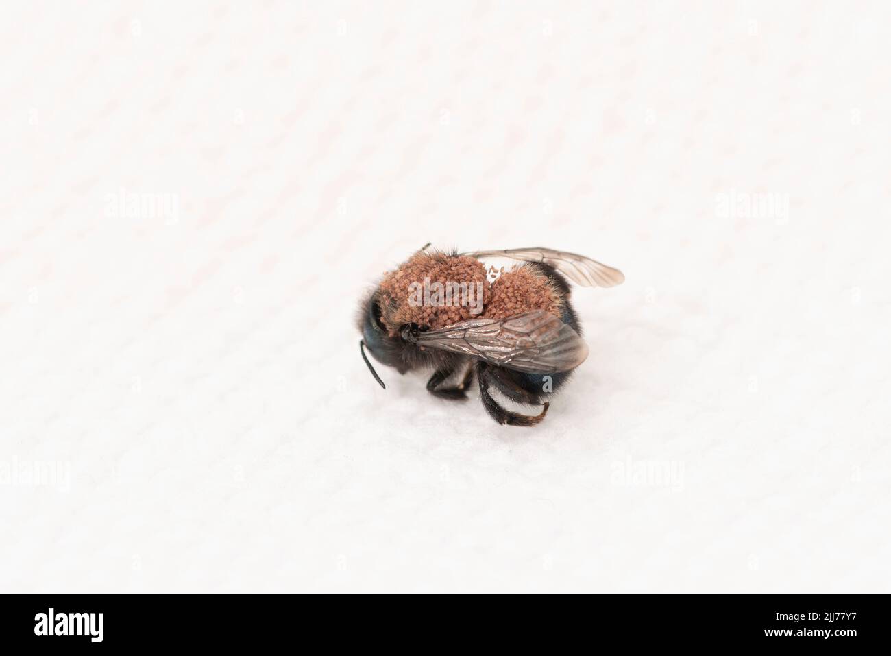 Pollenmilben (Chaetodactylus krombeini), die eine Maurerbiene (osmia) bedecken - auf weißem Hintergrund Stockfoto