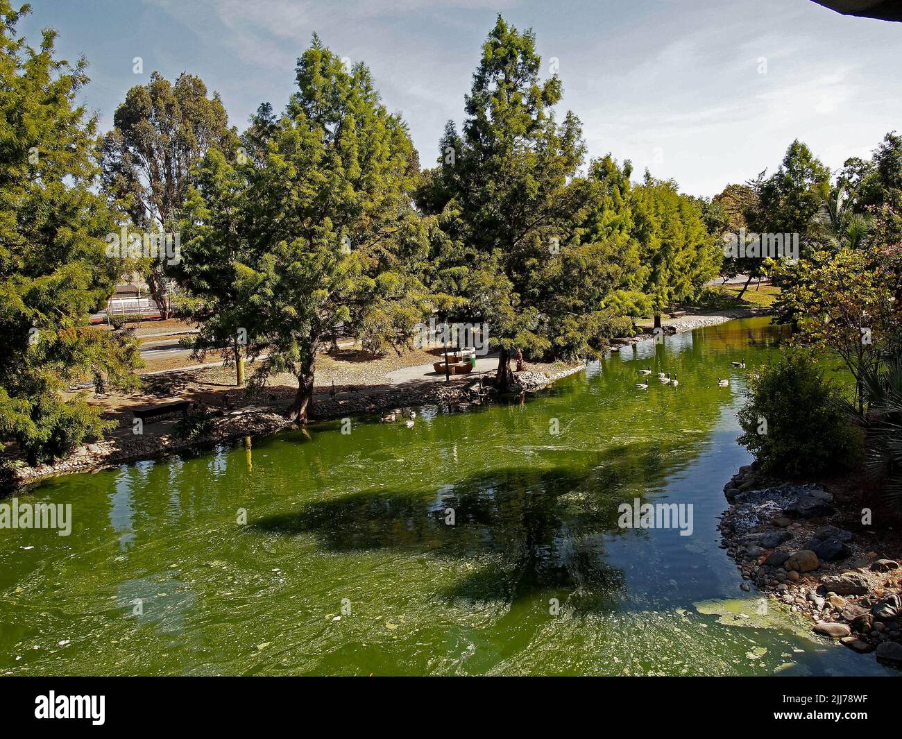 Kanadagänse schweben auf dem Teich im William Cann Civic Center Teiches in Union City, Kalifornien Stockfoto