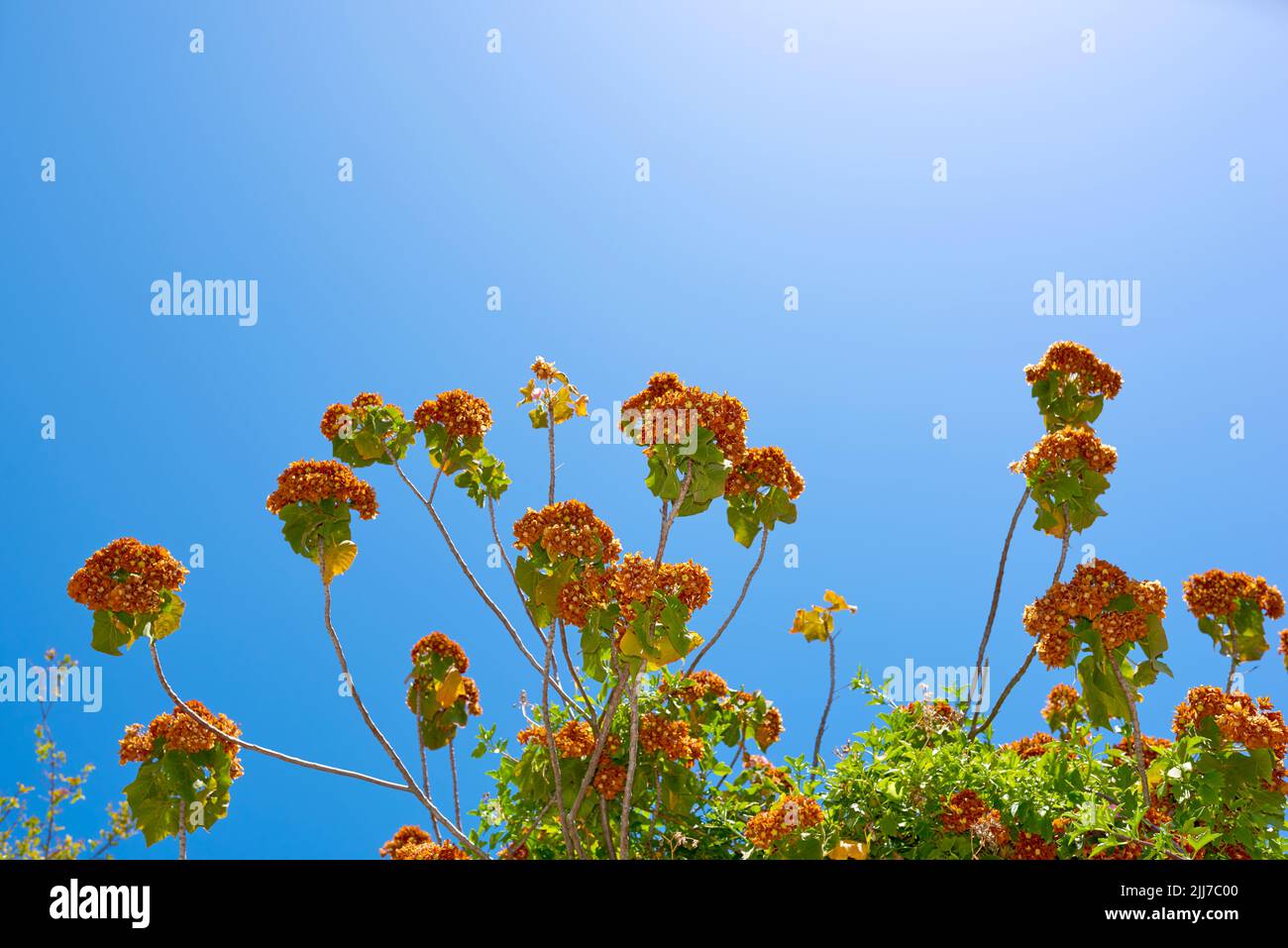 Rosa Wildbirne nach der Blütezeit mit leuchtend grünen Blättern im Garten mit klarem blauen Himmel und Copy Space Lensflare. Dombeya burgessiae Pflanze mit Stockfoto