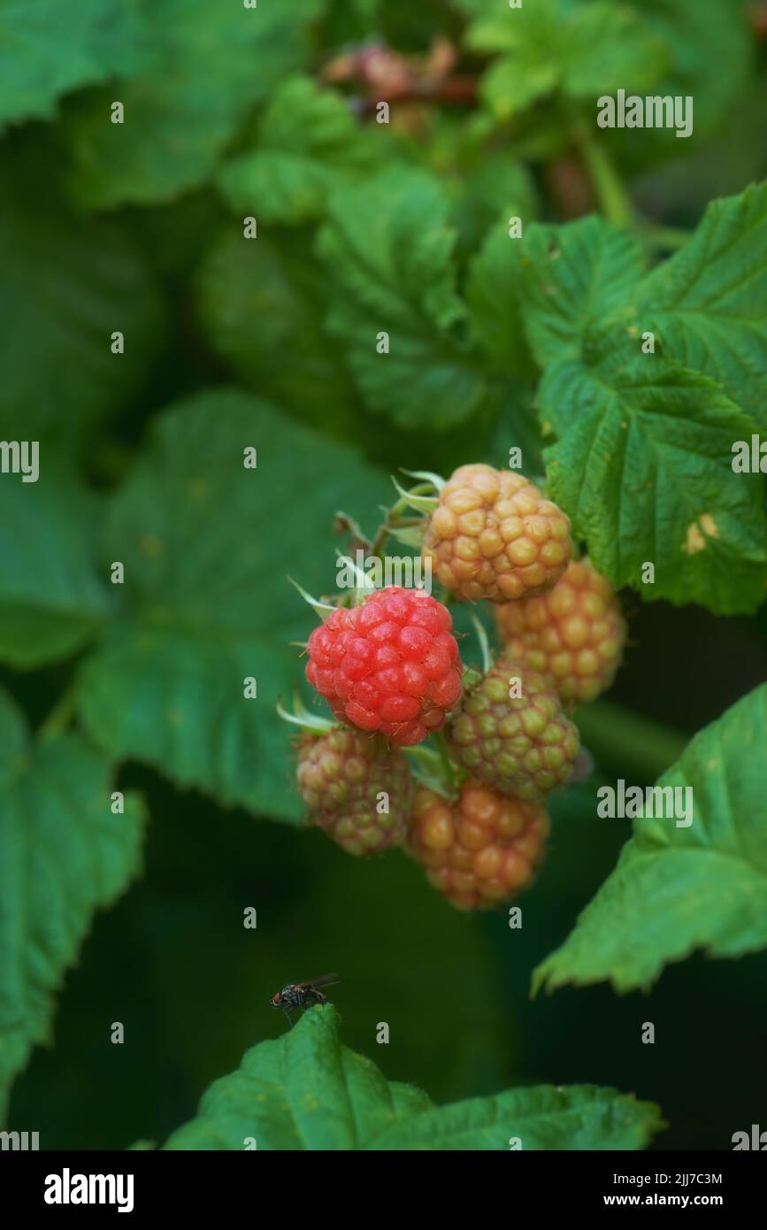 Nahaufnahme von Himbeeren, die im Sommer auf einer Weinrebe auf einem Bauernhof wachsen. Reife, leckere und gesunde Früchte, die bereit sind, auf einem Ackerland zu essen Stockfoto