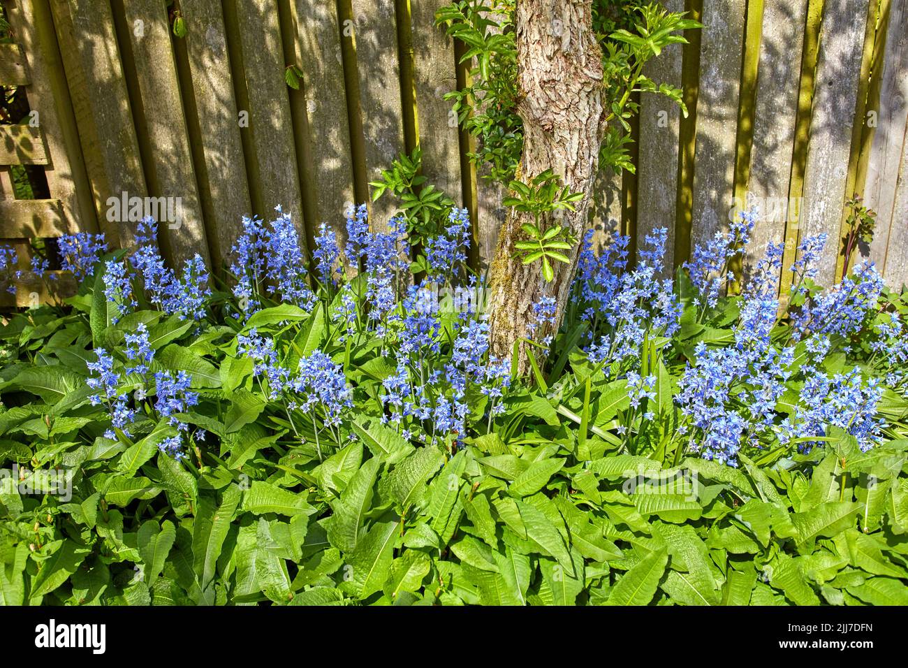 Bluebell blüht im Sommer in einem üppigen grünen Garten im Hinterhof. Blühende Pflanzen beginnen zu blühen und gedeihen gegen einen Zaun in einem Hof Stockfoto