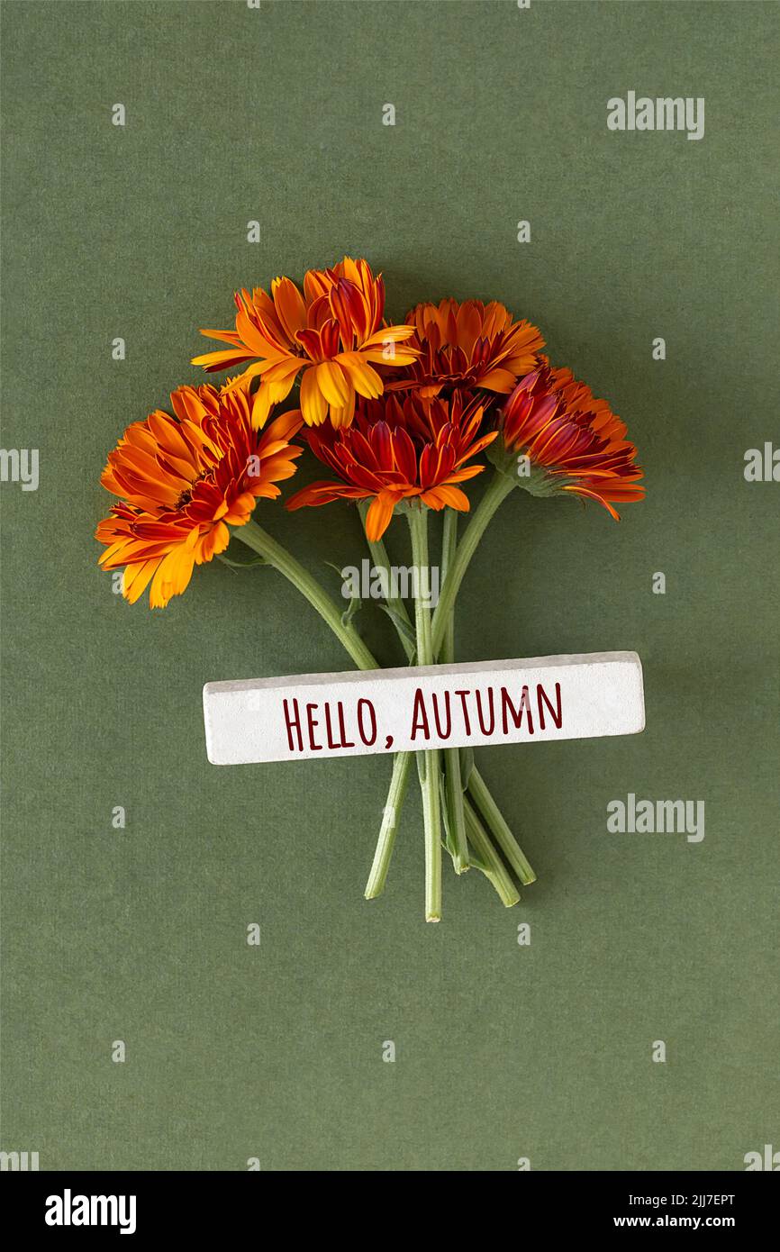 Hallo, Herbsttext und orangefarbene Blumen auf grünem Hintergrund. Minimalkonzept Willkommen Herbst. Draufsicht Flat Lay. Grußkarte, Herbstpostkarte. Stockfoto