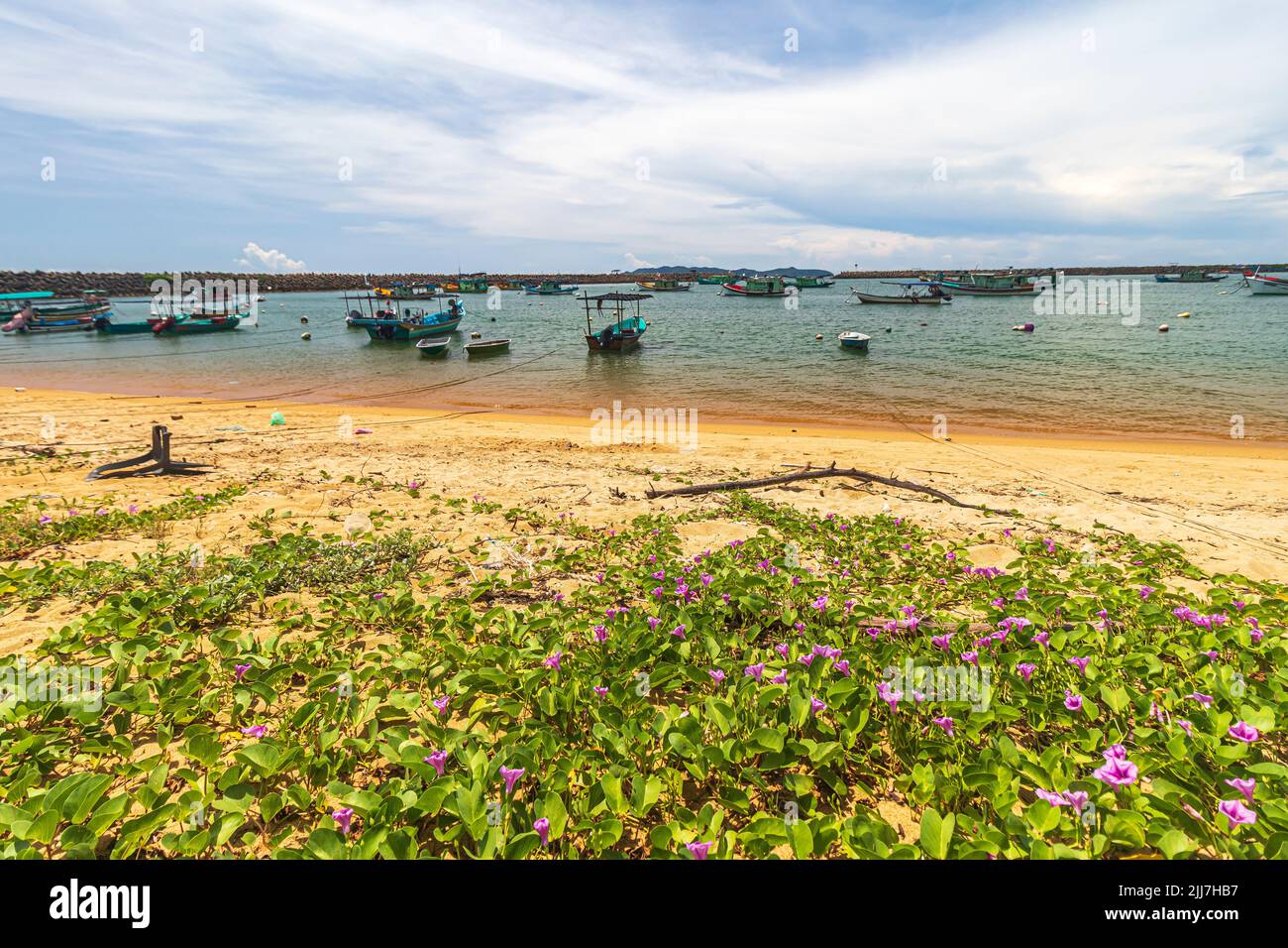 Kriechende Ziegenfußpflanzen mit Blumen bedecken den Strand am Ufer von Pulau Kekabu im Bezirk Marang in Terengganu, Malaysia. Stockfoto