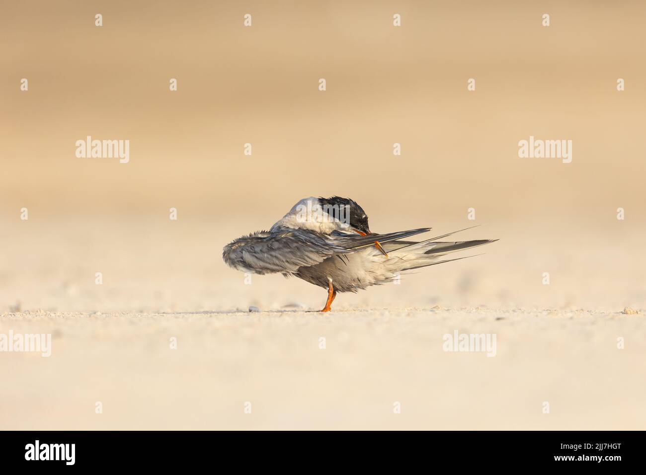 Weiße Wangen-Seeschwalbe (Sterna Repressa), die ihre Federn aufreibt Stockfoto