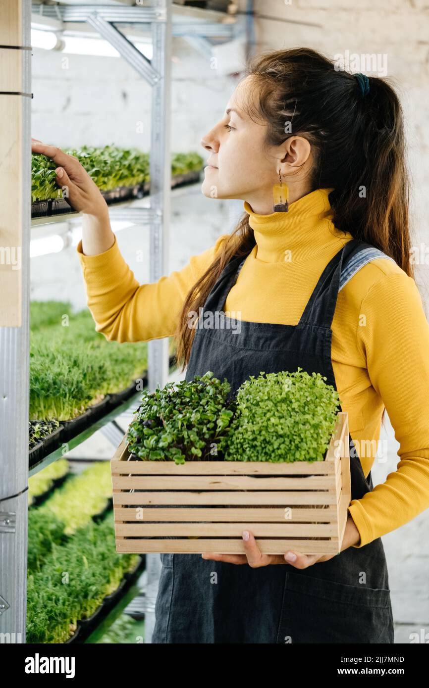 Frau städtischen Indoor-Landwirt mit Box von mikrogrünen, kleinen Unternehmen vertikalen Bauernhof. Nahaufnahme gesunder vegetarischer vitaminfrischer Lebensmittel. Microgreens wächst Stockfoto