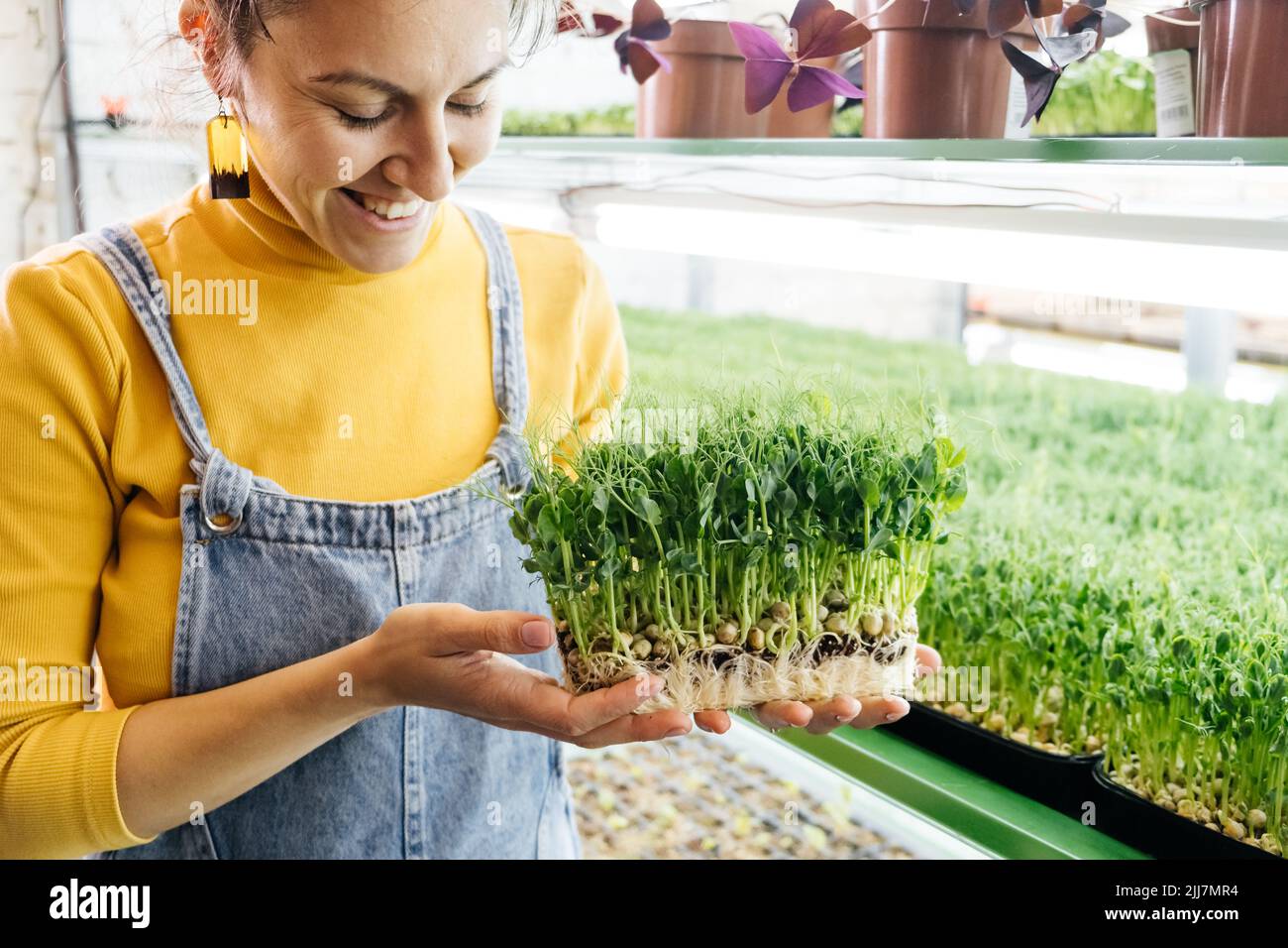 Frau hält Box mit mikrogrünen, kleinen Unternehmen Indoor vertikalen Bauernhof. Nahaufnahme gesunder vegetarischer vitaminfrischer Lebensmittel. Microgreens wächst Stockfoto