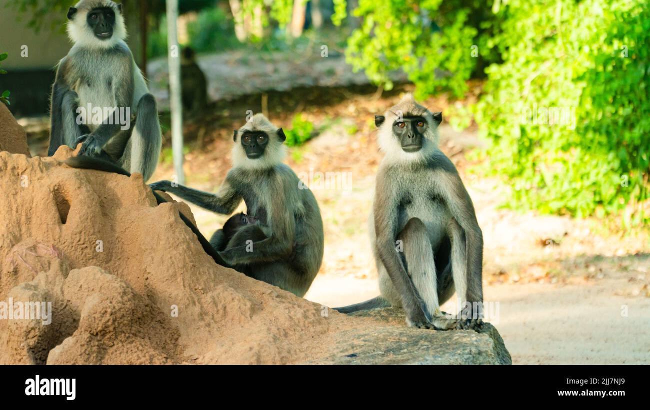 Graue Langur-Affen in Sri Lanka. Specie Semnopithecus priam in der Bucht von Arugam. Stockfoto