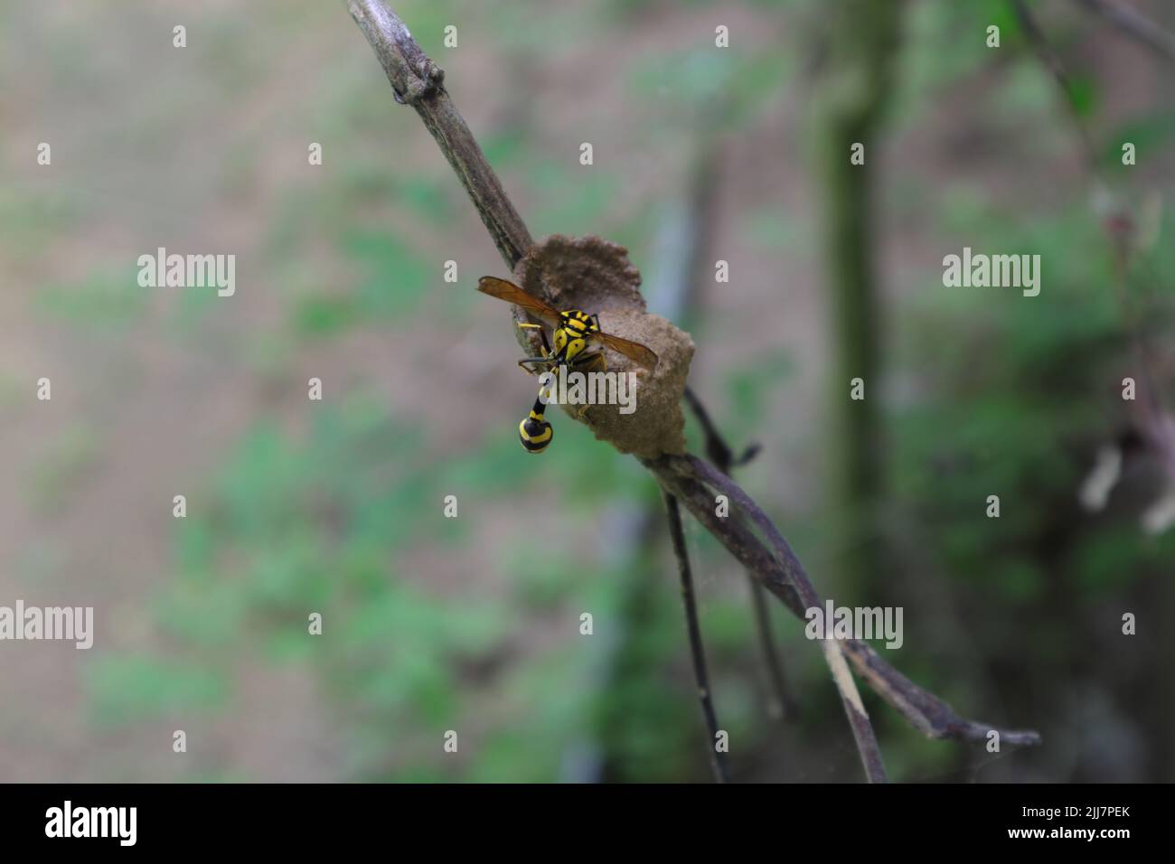 Die Ansicht einer Potter Wasp (Phimenes Flavopictus) ist ein halb gebautes Potter Wasp Nest, das auf einem Baumstamm liegt Stockfoto