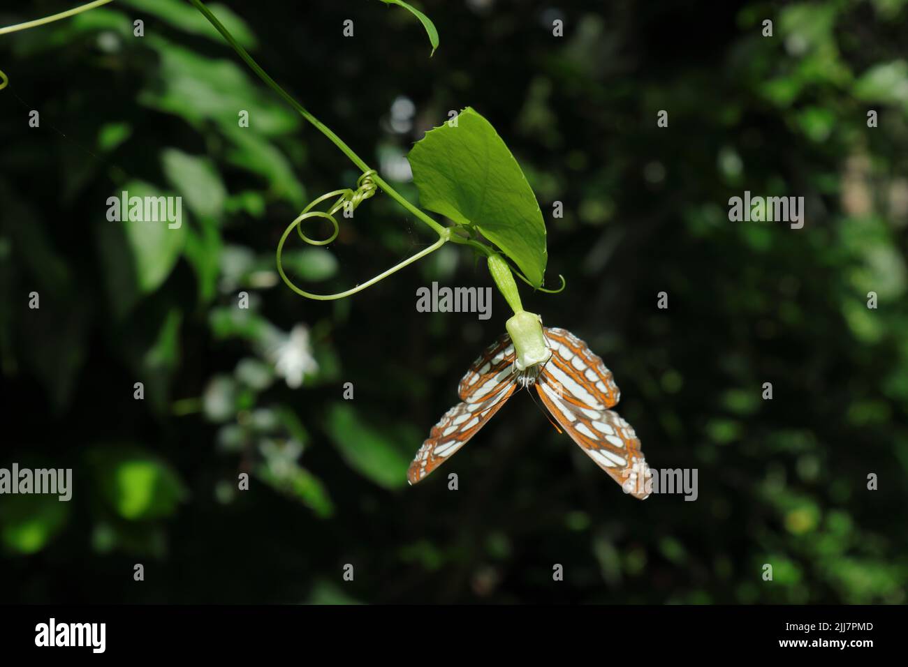 Schmetterling, der Nektar aus einer hängenden, schleichenden Gurkenblüte sammelt, ernährt sich von Nektar aus der Blüte und zeigt dabei seine ventralen en Stockfoto