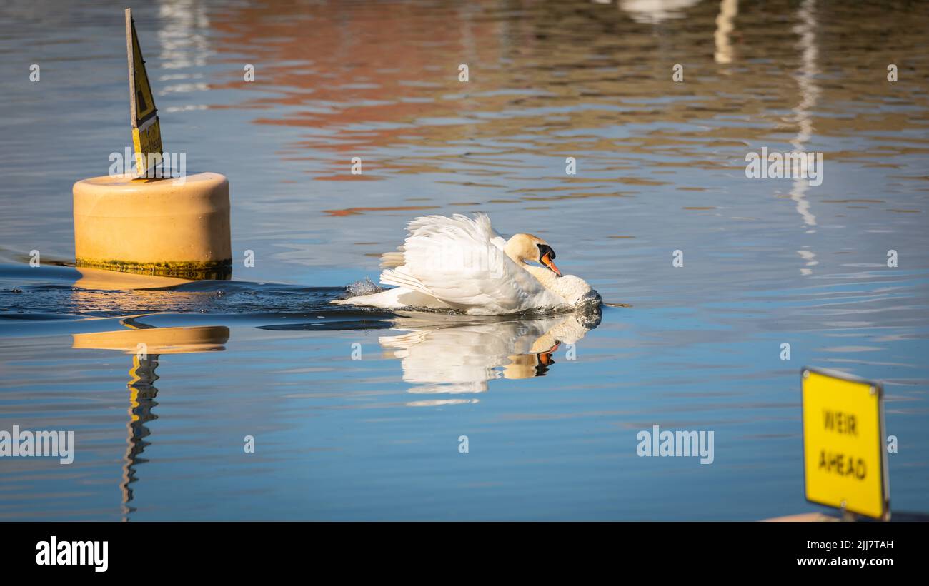 Stolzer weißer Schwan, der auf dem Fluss exe in Exeter, Devon, Großbritannien, schwimmt Stockfoto