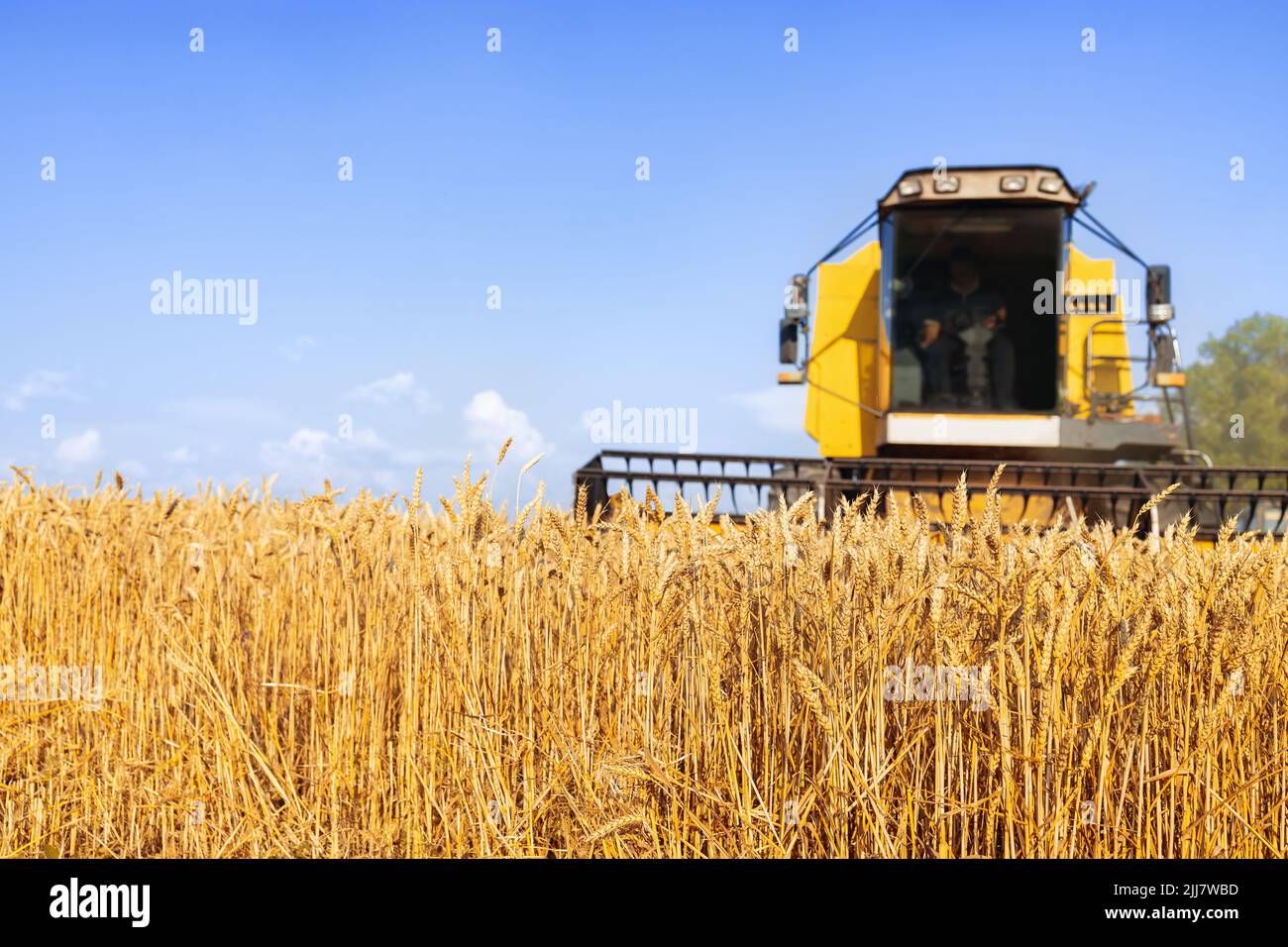 Kombinieren Sie Harvester Schneiden reifen Weizen auf dem Feld Stockfoto