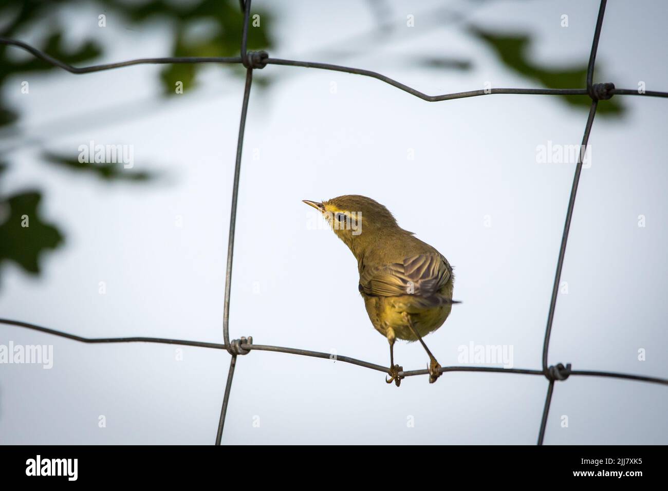 Weidenstampfer (Phylloscopus trochilus), der in einem Zaun sitzt Stockfoto