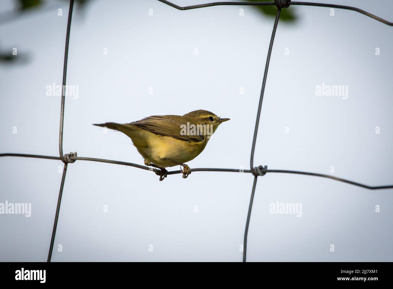 Weidenstampfer (Phylloscopus trochilus), der in einem Zaun sitzt Stockfoto