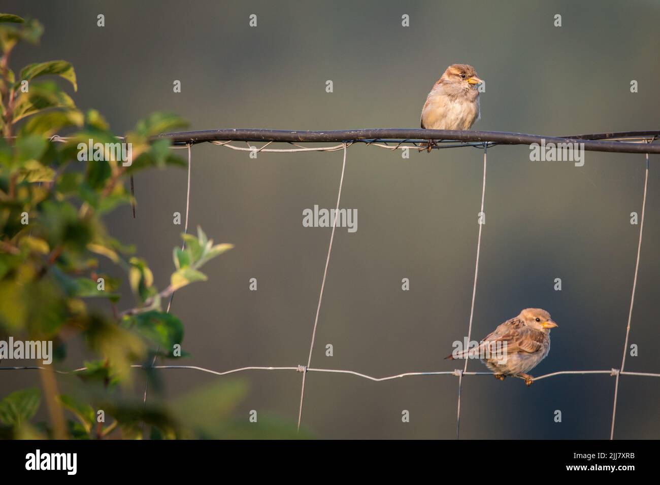 Weibliche Hausspatzen (Passer domesticus), die in einem Zaun sitzen Stockfoto