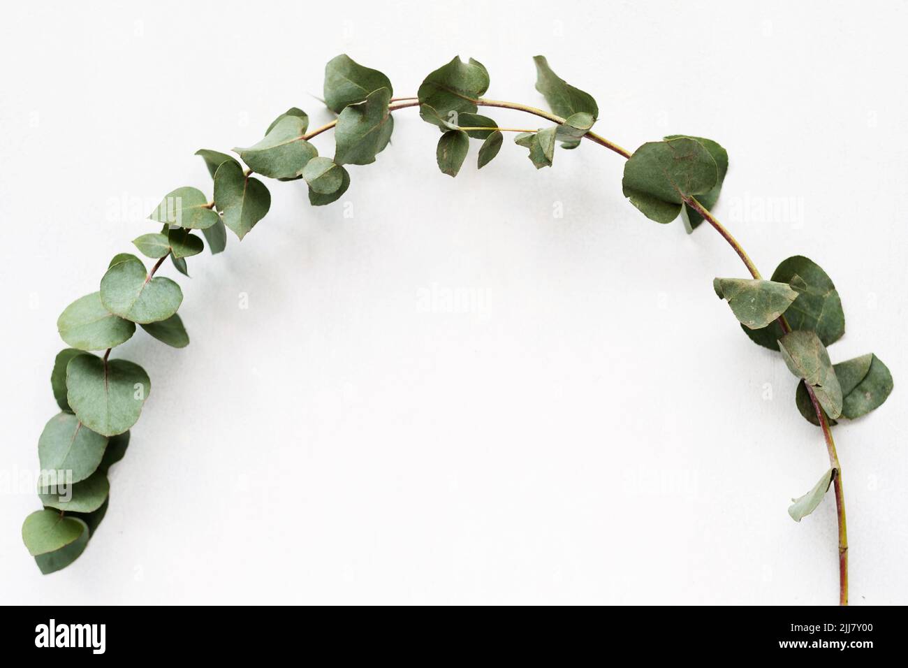 Natur Botanik Pflanze grün geschwungenen Eukalyptus Zweig Stockfoto