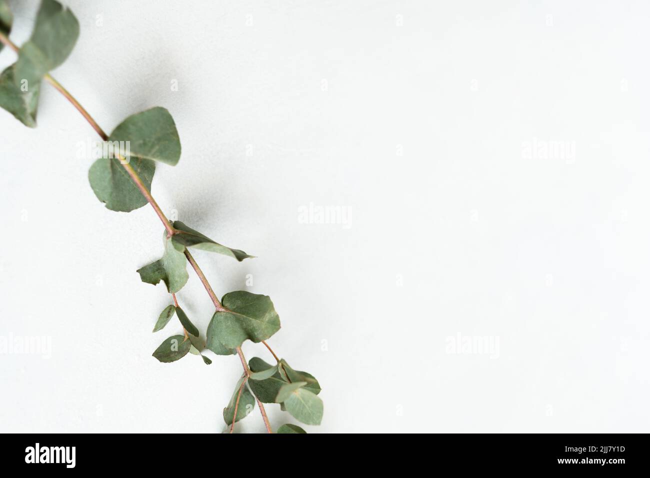 Floristik minimalistischer grüner Eukalyptus-Zweig Stockfoto