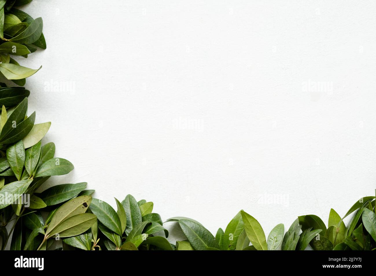 Floristik minimalistische Kunst grüne Periwinkle Blätter Stockfoto