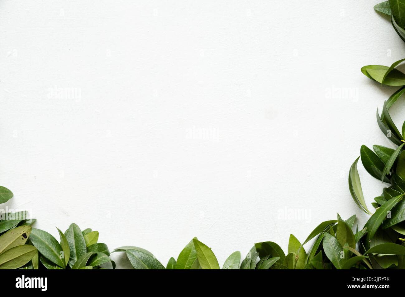 Natur Botanik Pflanze grüne Periwinkle Blätter Stockfoto